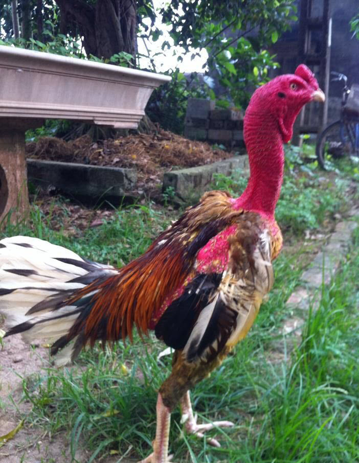 Stunning D Imagery Of Fighting Roosters