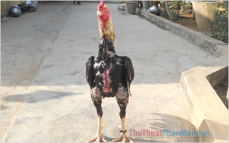 Stunning D Imagery Of Fighting Roosters