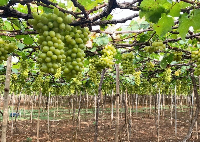 Cách nhận diện nho ở Ninh Thuận vào mùa nào? Bí quyết nhận biết nho ...
