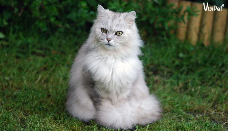 Bộ sưu tập 185+ hình ảnh dễ thương của mèo Anh lông dài với nhiều gam màu độc đáo năm 2023