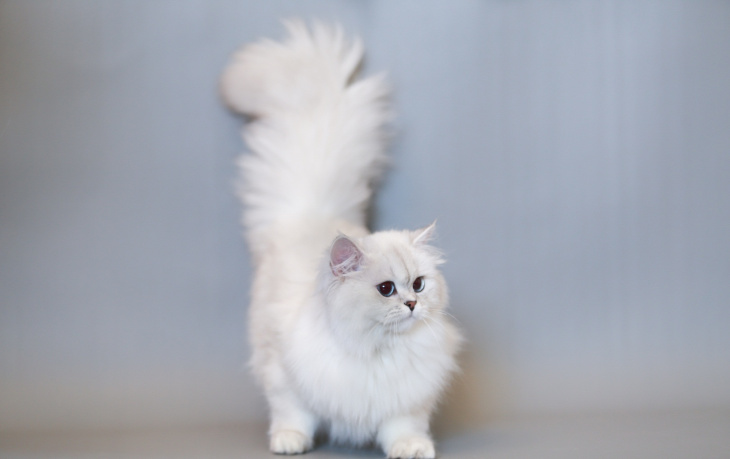 Bộ sưu tập 185+ hình ảnh dễ thương của mèo Anh lông dài với nhiều gam màu độc đáo năm 2023