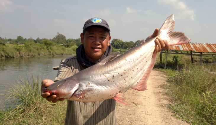 Khám phá hơn 160 hình ảnh đẹp của cá tra Việt Nam, một trong những sản phẩm xuất khẩu đang rất hot hiện nay.