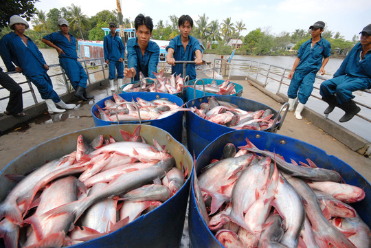 Khám phá hơn 160 hình ảnh đẹp của cá tra Việt Nam, một trong những sản phẩm xuất khẩu đang rất hot hiện nay.