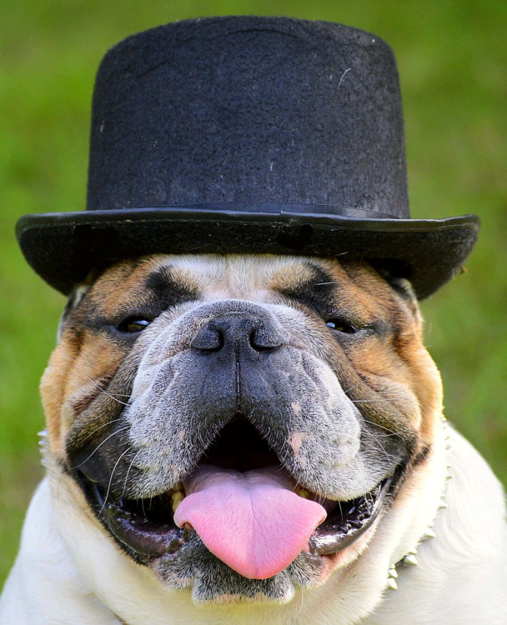 Hơn 160 bức ảnh chó mặt xệ hài hước, dễ thương, độc đáo nhất