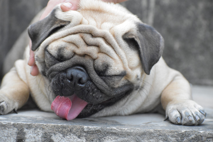 Hơn 160 bức ảnh chó mặt xệ hài hước, dễ thương, độc đáo nhất