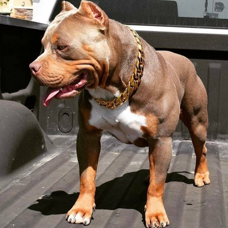 Bị 7 con chó Pitbull tấn công, người đàn ông xấu số bị cào nát mặt
