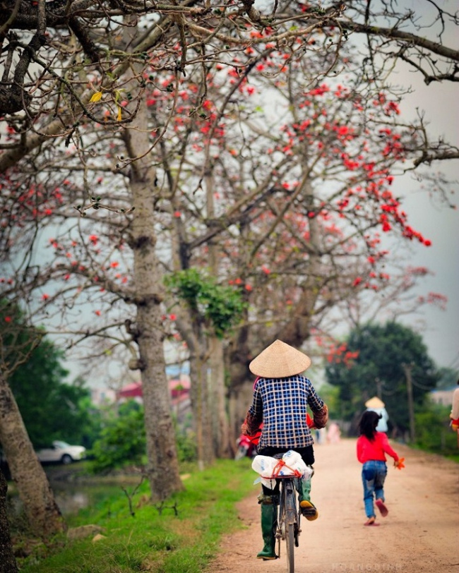 Sự quyến rũ của những mùa hoa tháng 3 tại Việt Nam