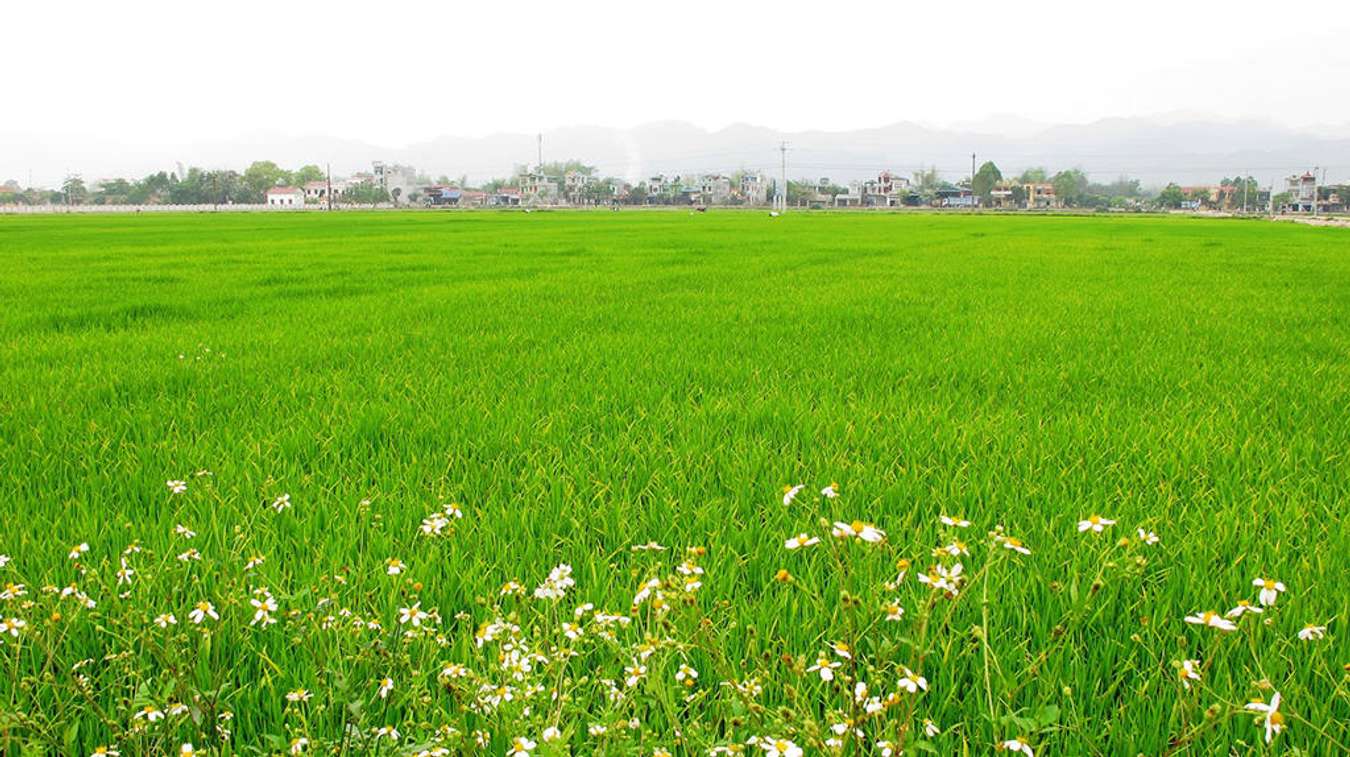 Khám phá 5 điểm du lịch lý tưởng nhất ở miền Bắc khi lúa chín