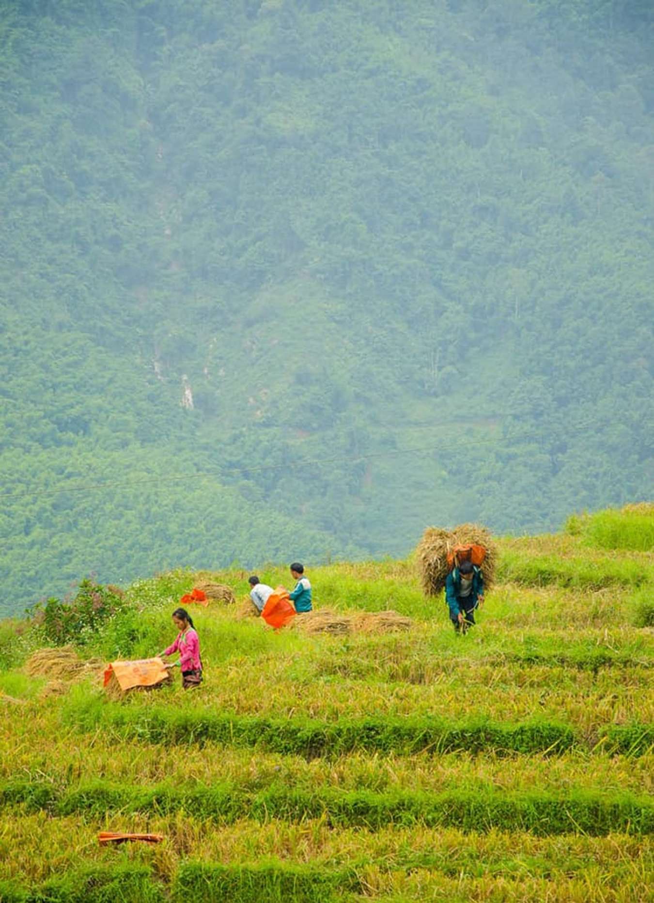 Khám phá 5 điểm du lịch lý tưởng nhất ở miền Bắc khi lúa chín