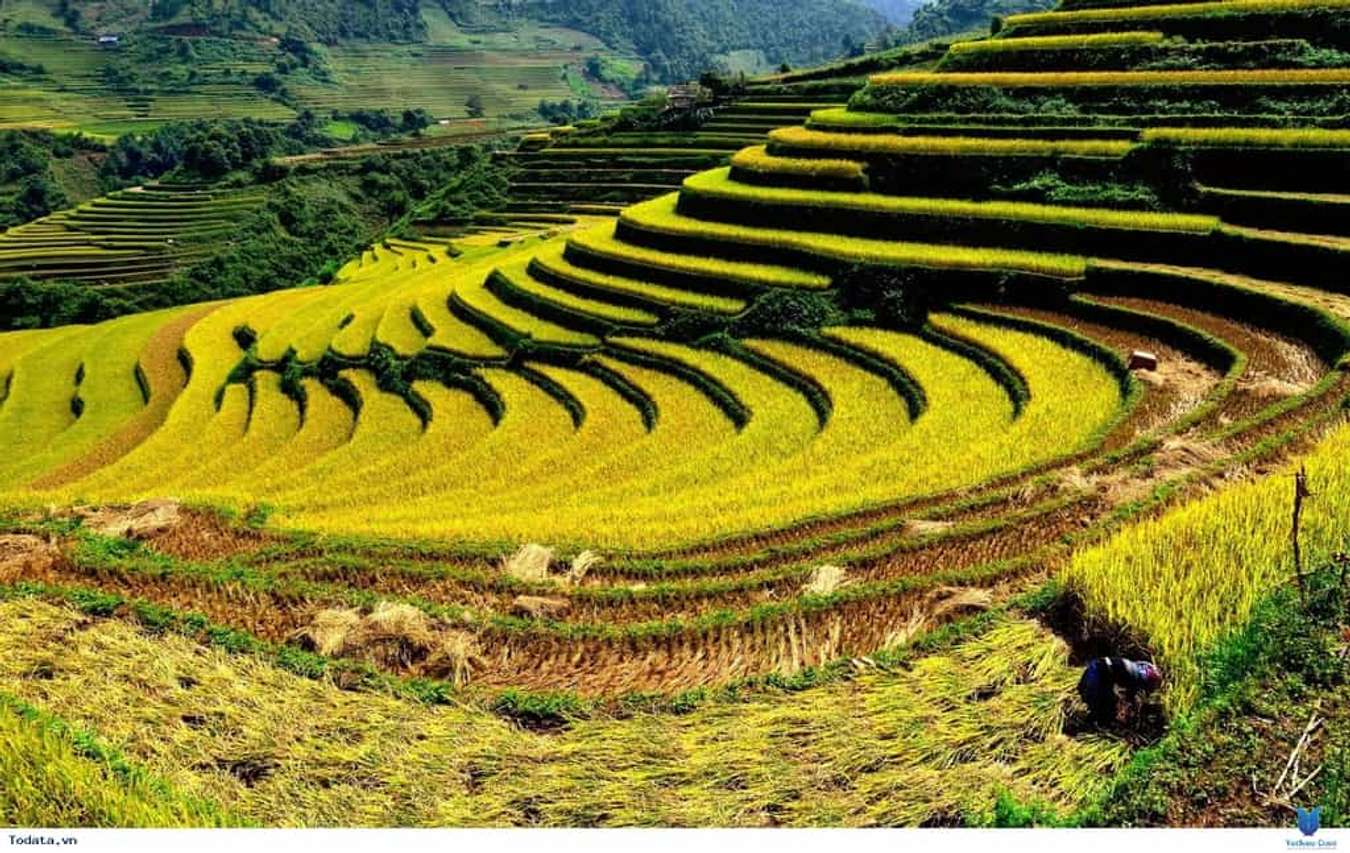 Khám phá 5 điểm du lịch lý tưởng nhất ở miền Bắc khi lúa chín