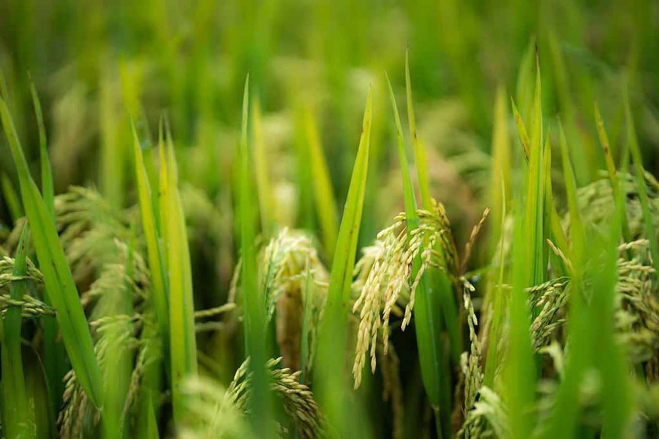 Khám phá 5 điểm du lịch lý tưởng nhất ở miền Bắc khi lúa chín