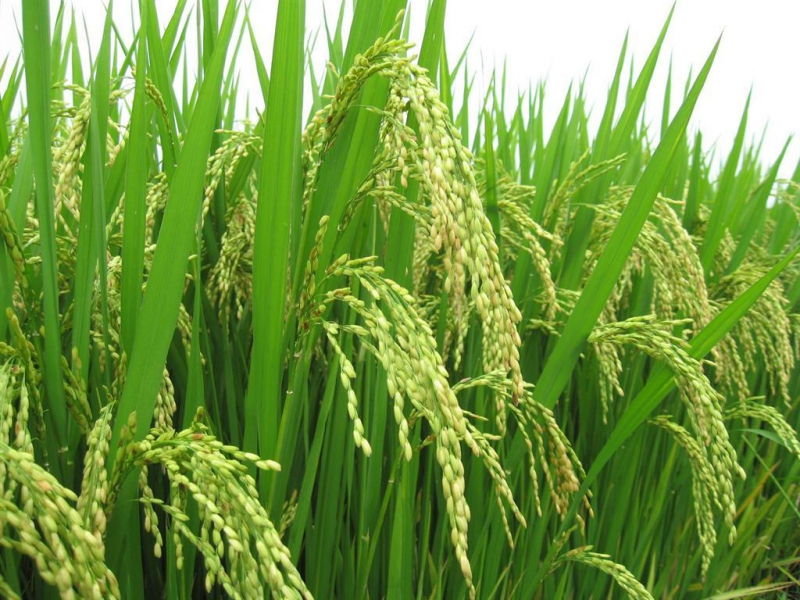 Trà Vinh: Triển vọng từ mô hình sản xuất lúa theo hướng hữu cơ