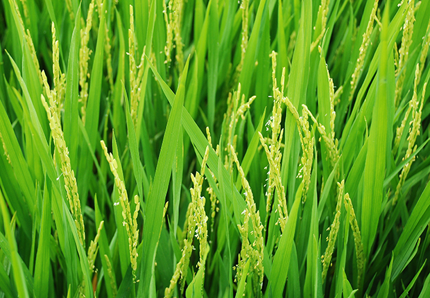 Quy trình sử dụng chế phẩm Vườn Sinh Thái cho cây lúa -  quy-trinh-su-dung-che-pham-vuon-sinh-thai-cho-cay-lua -  tuyensinhtuyendung.vn -