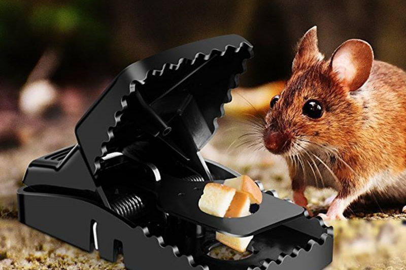 Dịch vụ diệt chuột tại Quận 8 TP.Hồ Chí Minh - Hưng Thịnh Pest Control Địa Chỉ Tin Cậy Cho Công Ty Diệt Chuột Tại Quận 8 Và Các Giải Pháp Bán Thuốc Diệt Chuột Hiệu Quả