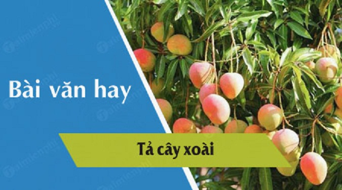 Tả cây ăn quả cây xoài - Miêu tả chi tiết và cảm xúc về cây xoài