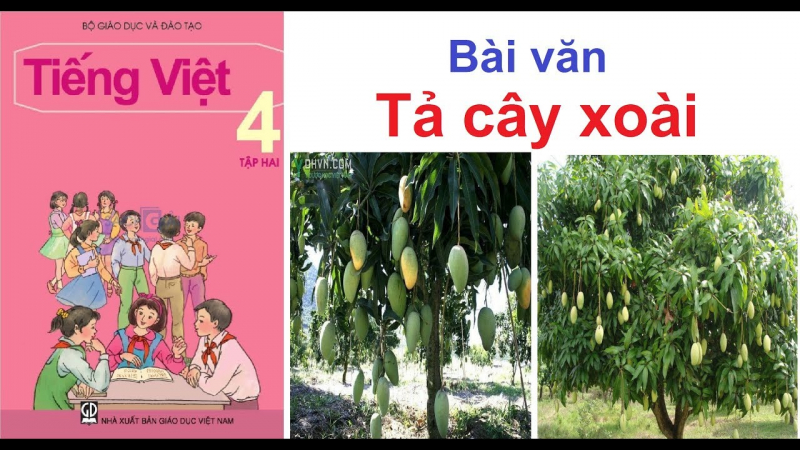 3. Vai trò của cây xoài trong cuộc sống