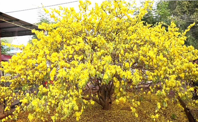 Chiêm ngưỡng những cây mai vàng khủng nhất Việt Nam - Yêu Mai Vàng