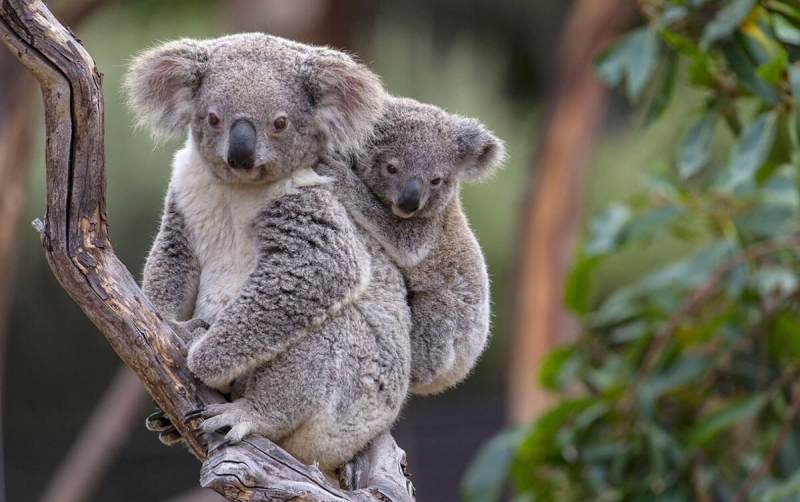 Đặc điểm sinh học của gấu Koala