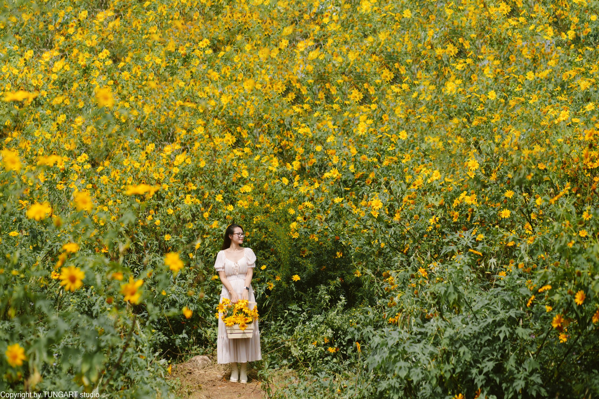 Mua hoa dã quỳ nở ở Tây Bắc Mua hoa dã quỳ nở ở Tây Bắc