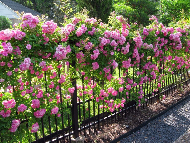 Top các loài hoa leo tường rào đẹp bạn không nên bỏ qua