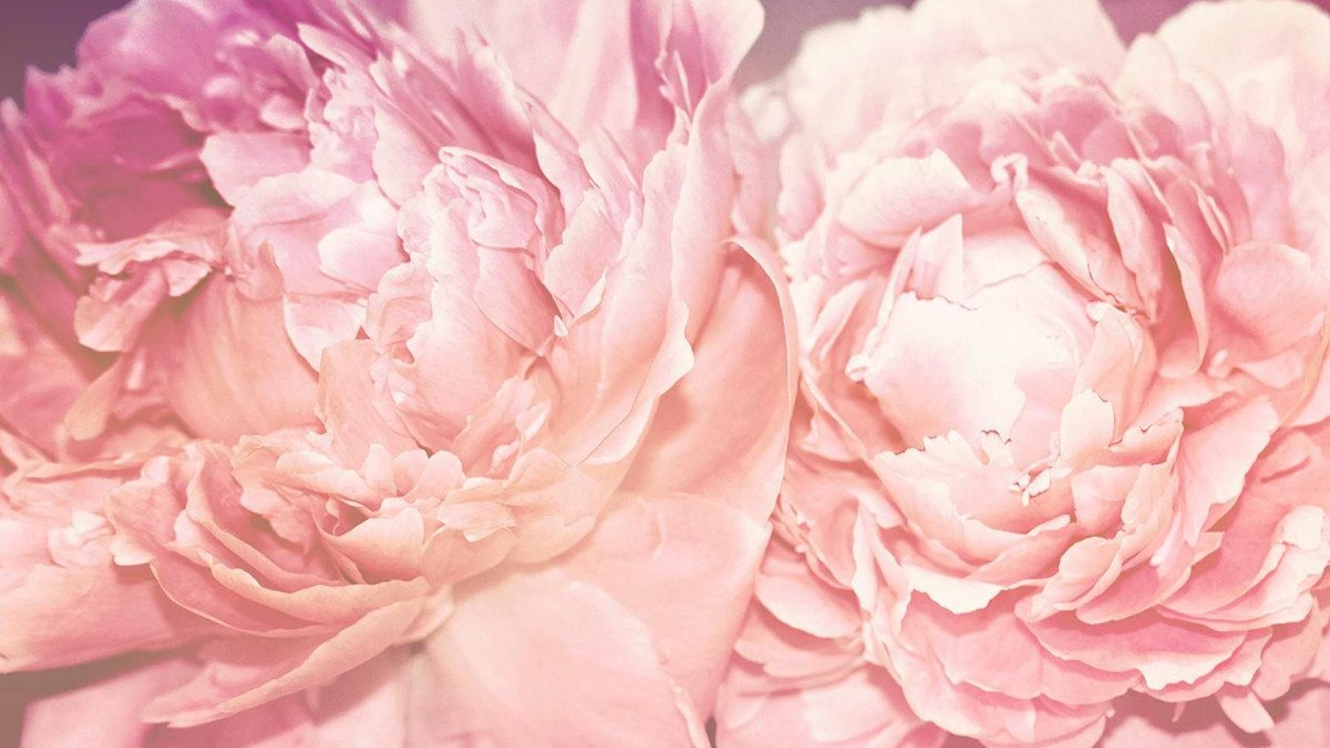 Hình nền hoa cúc màu hồng dễ thương - Hình Nền Đẹp