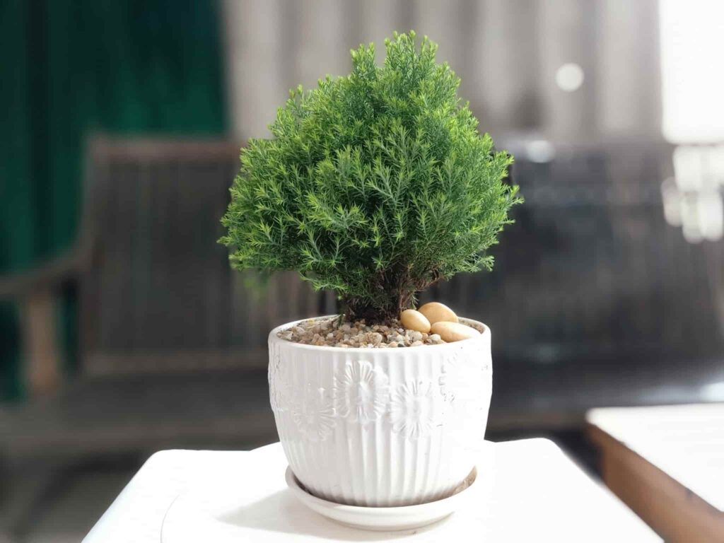 Cây tuyết tùng: Đặc điểm, ý nghĩa, cách trồng và chăm sóc