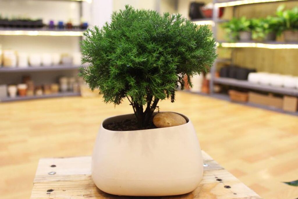 Cây tuyết tùng: Đặc điểm, ý nghĩa, cách trồng và chăm sóc