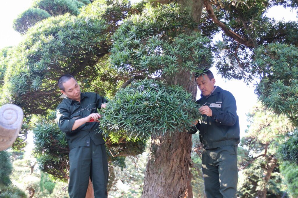 Cây tuyết tùng: Đặc điểm, ý nghĩa, cách trồng và chăm sóc