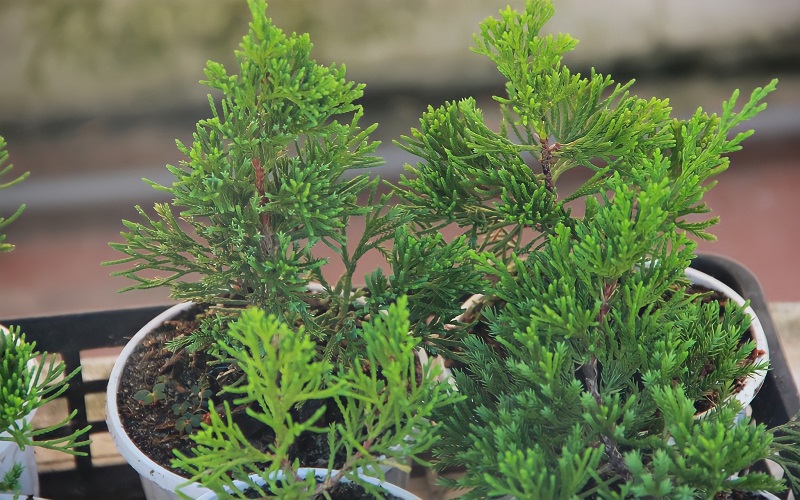 Cây tuyết tùng: Đặc điểm, ý nghĩa, cách trồng và chăm sóc