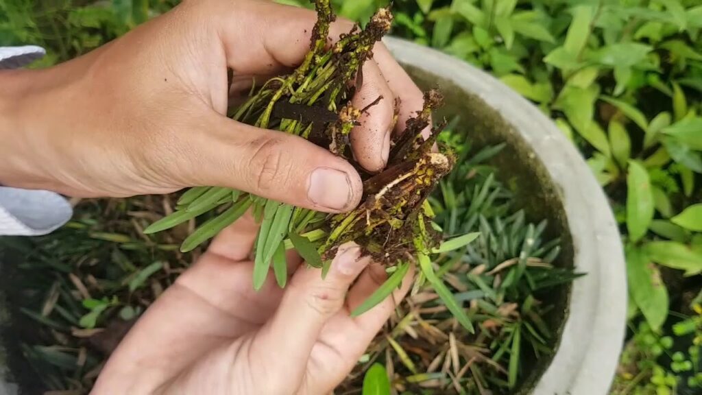 Cây tuyết tùng: Đặc điểm, ý nghĩa, cách trồng và chăm sóc