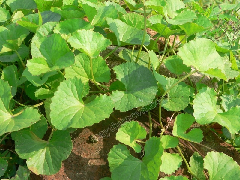 Top 10 Công Dụng Đặc Biệt của Rau Má - Mytour.vn