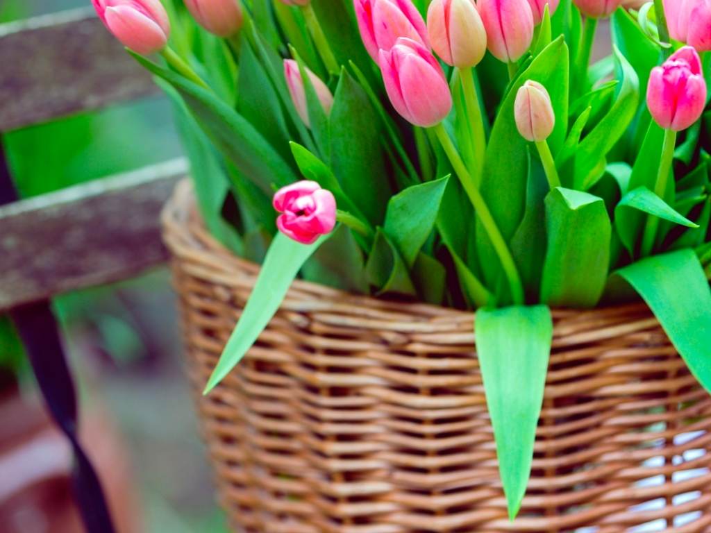 Ý Nghĩa Đặc Biệt của Hoa Tulip Theo Màu Sắc và Số Lượng Trong Việc Tặng Quà