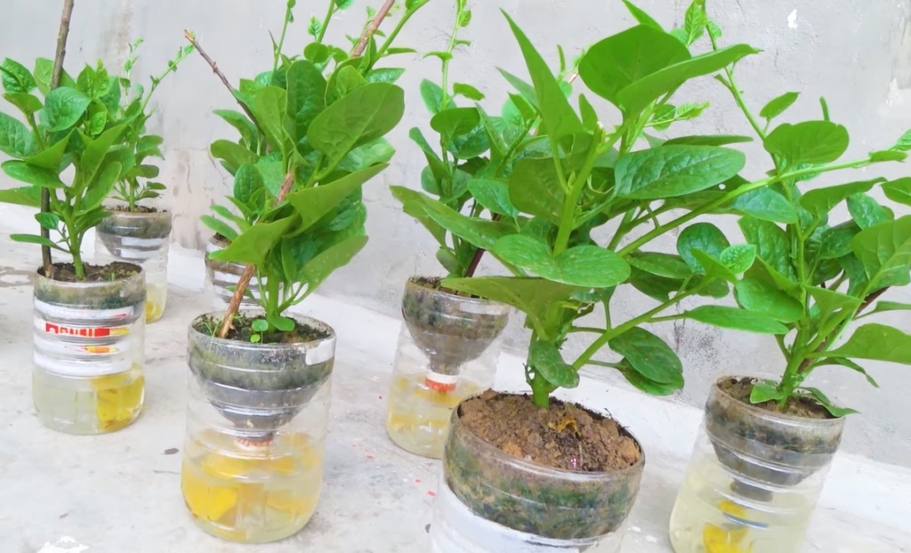 11 ý tưởng tái chế chai nhựa trồng cây tiện lợi và độc đáo