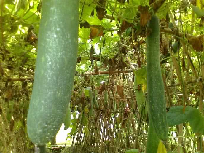 3 Bí Quyết Tự Nhiên Giúp Răng Chắc Khỏe Như Đá, Không Lung Lay