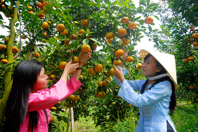 Top 15 đặc sản miền Tây Nam Bộ làm quà phổ biến nhất