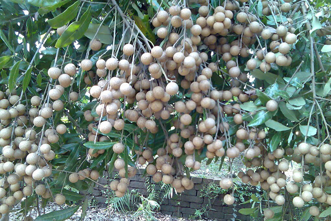 Top 15 đặc sản miền Tây Nam Bộ làm quà phổ biến nhất