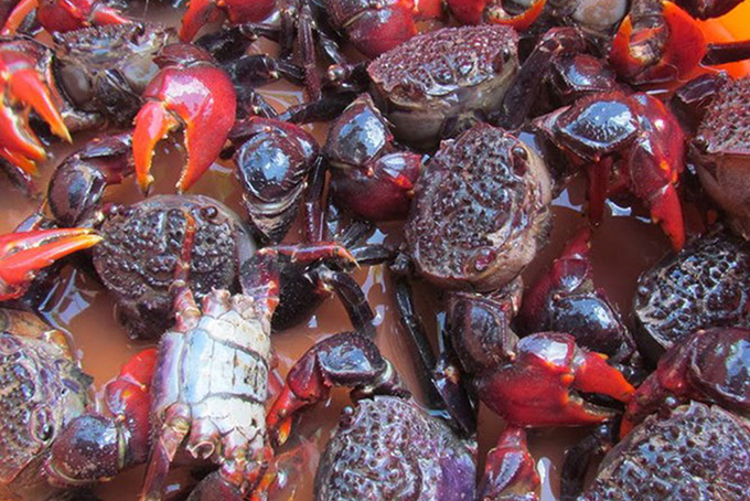 Top 15 đặc sản miền Tây Nam Bộ làm quà phổ biến nhất