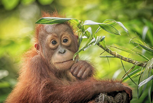 Tổng hợp những hình ảnh con khỉ đẹp nhất thế giới, chất lượng HD | Hình ảnh,  Hình, Hình nền