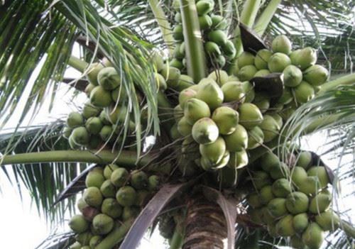 Miêu tả về cây dừa
