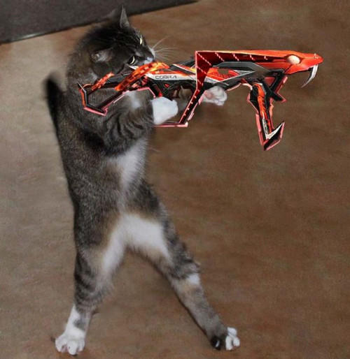 Top 101 ảnh meme mèo bựa hài hước, cute tải xuống miễn phí