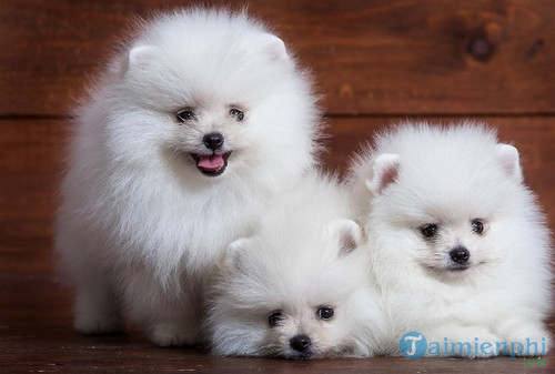 Chó trắng trong giấc mơ là điềm báo gì?