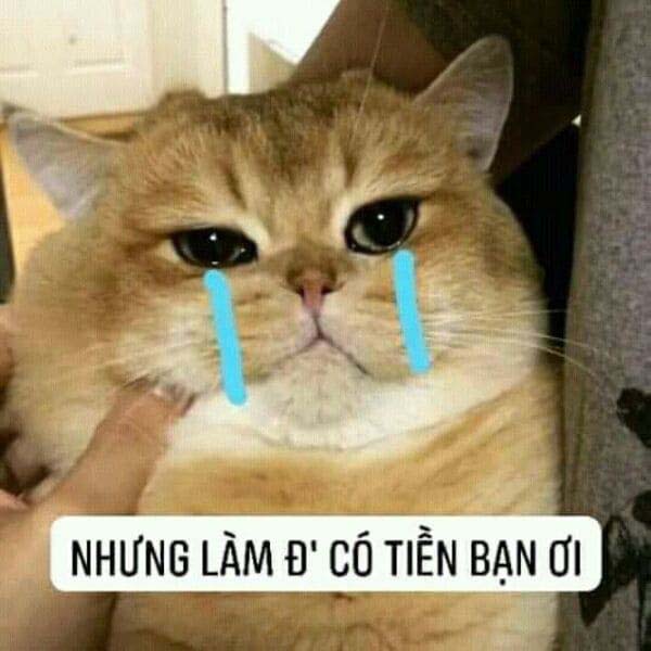 Bức ảnh chế meme mèo khóc, cute, bựa, cười đểu