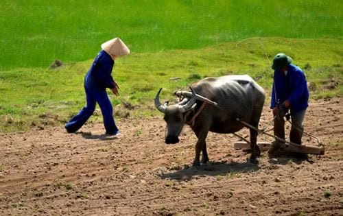 Miêu tả con trâu đang thung thăng gặm cỏ