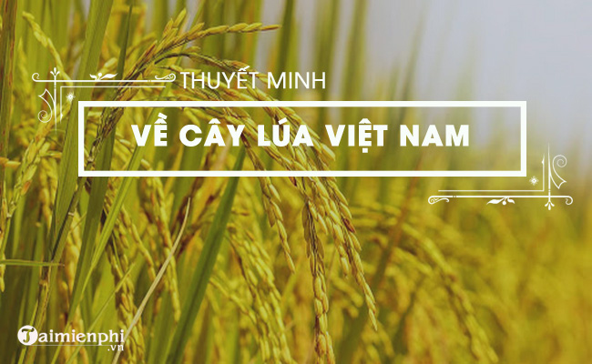 Thuyết minh về cây lúa Việt Nam trong bài viết ngắn nhất
