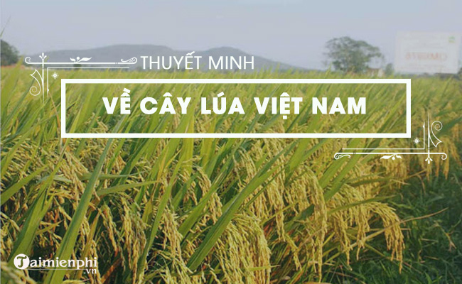 Thuyết minh về cây lúa Việt Nam trong bài viết ngắn nhất
