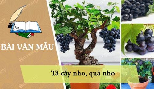 Tả Quả Nho Lớp 4 - Bài Văn Hay và Sáng Tạo Thu Hút Người Đọc