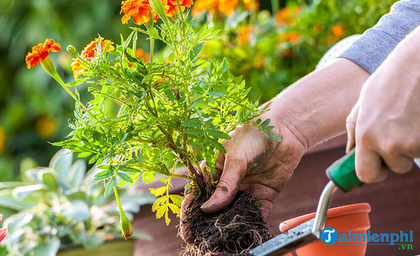 Mơ thấy trồng cây, rau, hoa