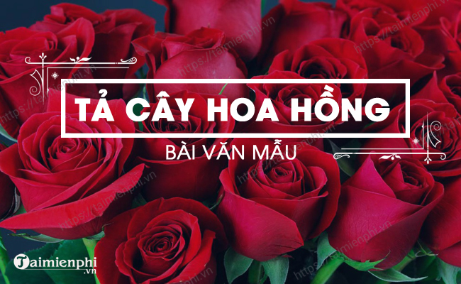 Mô tả về cây hoa hồng