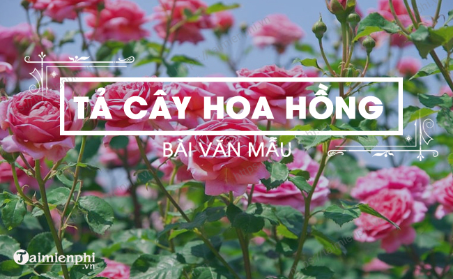 Mô tả về cây hoa hồng