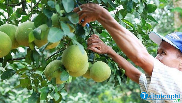 Nằm mơ thấy hái trái cây, hái quả